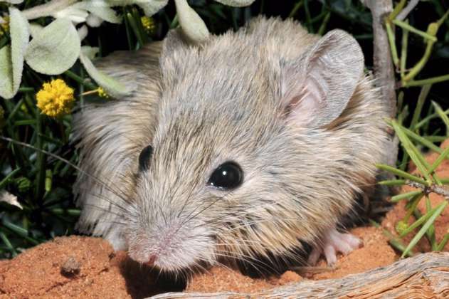Una especie de ratón ‘resucita’ 150 años después de su extinción