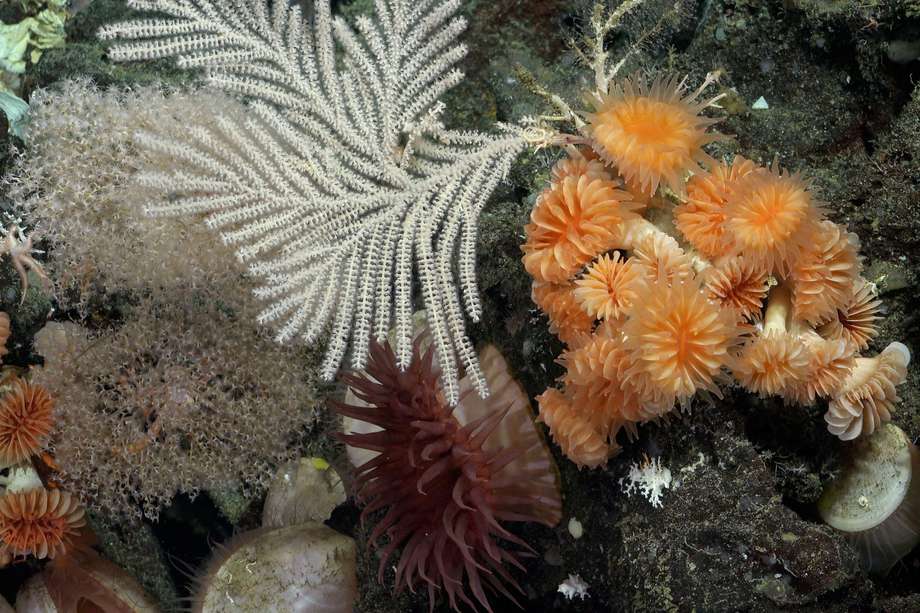 Fotografía del Instituto Oceánico Schmidt que muestra un arrecife de coral en aguas profundas junto a las Islas Galápagos.