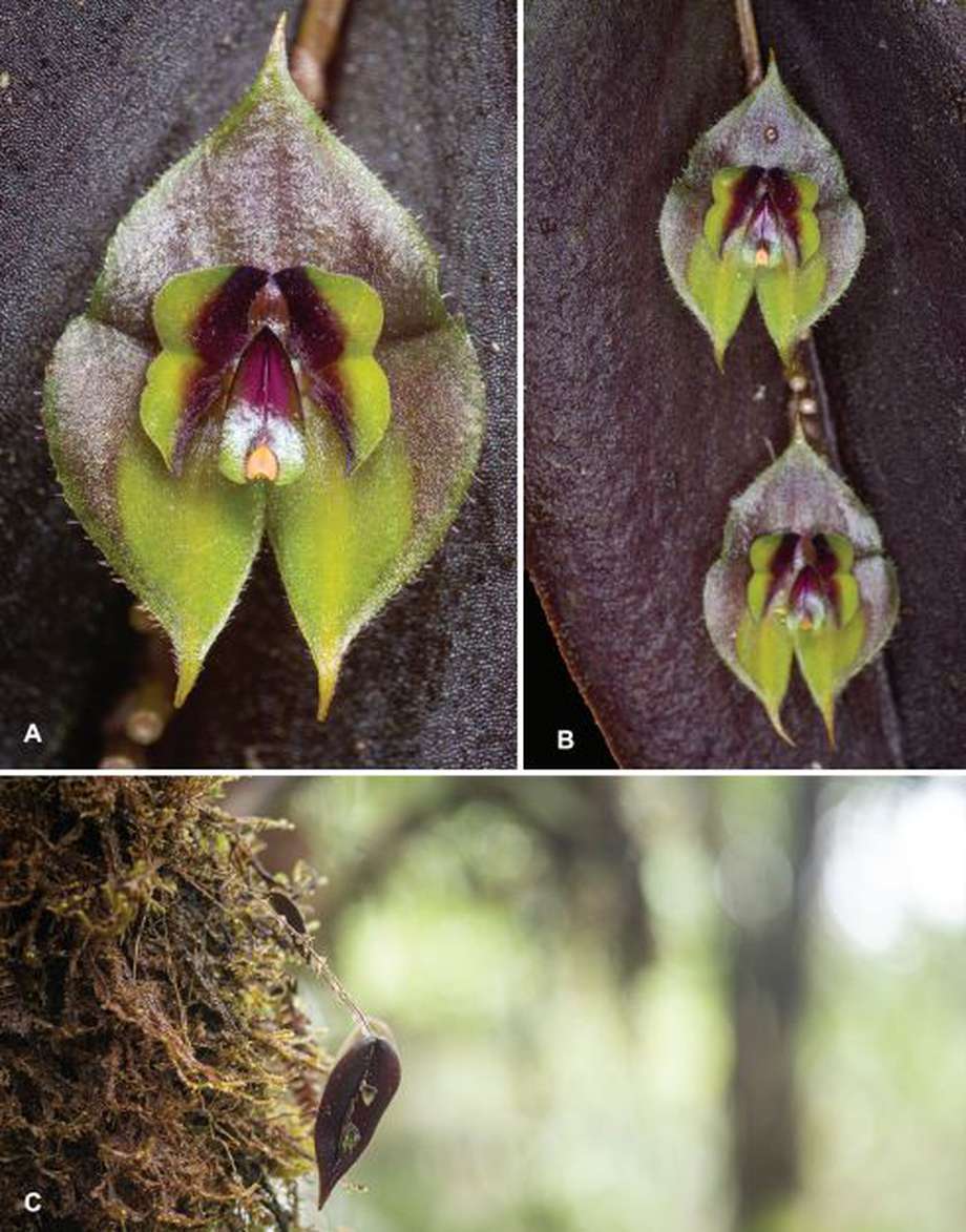 Las nuevas ocho orquídeas descubiertas en Colombia y nombradas en honor a mujeres