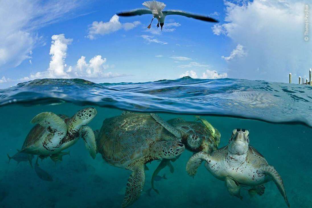 Máquina del tiempo de la tortuga, Thomas Peschak (Alemania): Hoy las tortugas marinas son una especie clasificada como en peligro de extinción. Pero, en lugares como Little Farmer's Cay en las Bahamas, las tortugas verdes se pueden observar con facilidad.