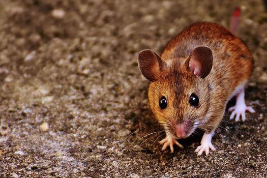 Las células adultas de la oreja de ratón fueron puestas en una solución química que las indujo a convertirse en células madre.  / Pixabay