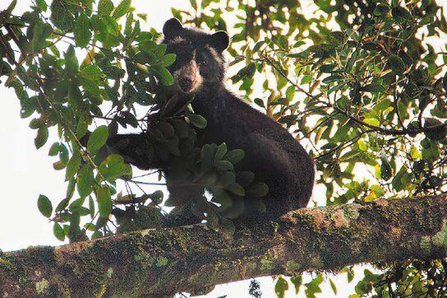 Foto de referencia. Tremarctos ornatus (oso andino). Foto: ®Pablo Mejía _WWF Colombia