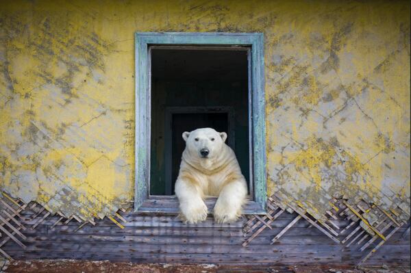 Dmitry Kokh/Wildlife Photographer of the Year