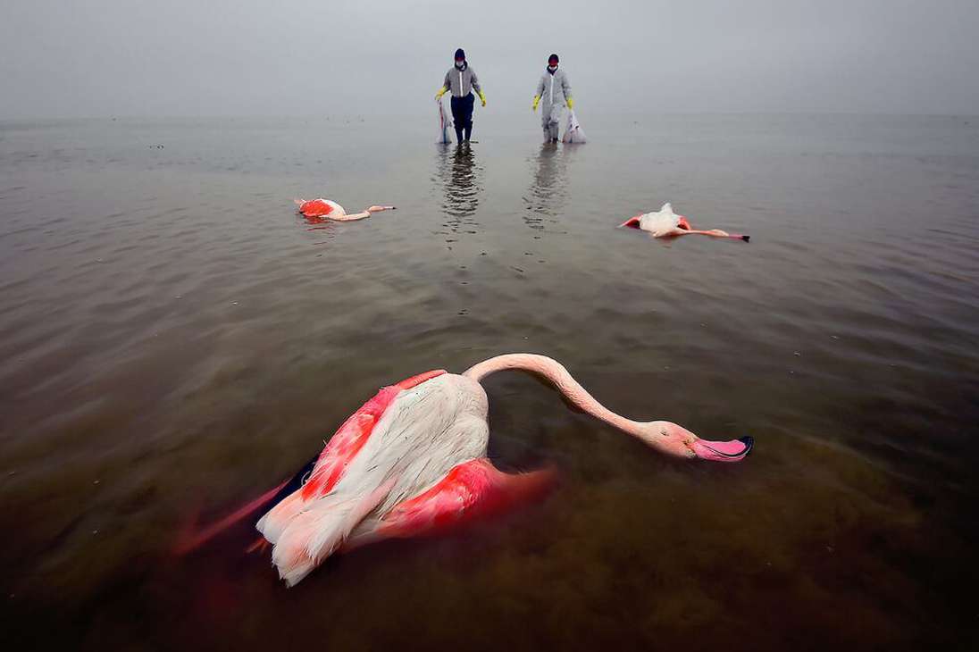 Entre 2019 y 2021, miles de aves murieron en el lago Miankala, por falta de agua y su contaminación.