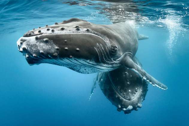 A fin de siglo el cambio climático afectará las migraciones de las ballenas polares