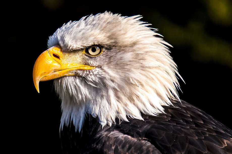 El águila calva es el animal nacional de los Estados Unidos. Estuvo a punto de extinguirse a finales del siglo XX.