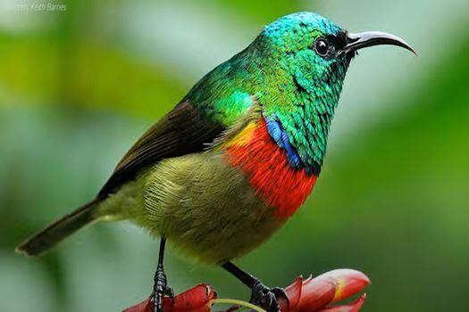 Estos pájaros en África han cantado las mismas canciones desde hace cien mil años.