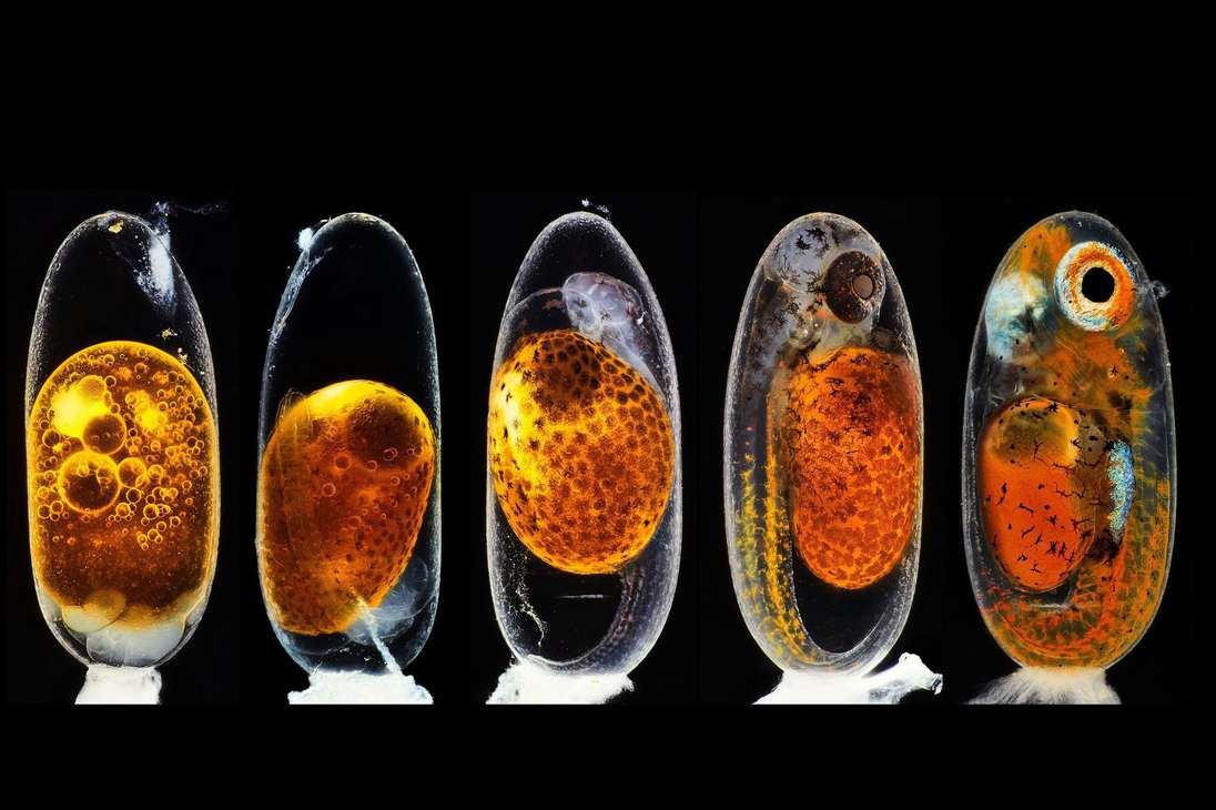 El segundo puesto fue para este compilado de fotografías del desarrollo embrionario de un pez payaso. El autor reconoce que el principal desafío fue conseguir un enfoque nítido mientras el embrión estaba vivo y en movimiento.