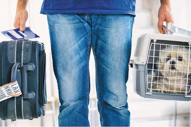 Cómo ingresar o salir del país  con su perro o gato, según el ICA