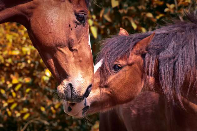 A 15 caballos que se salvaron del matadero, ahora les buscan hogar 