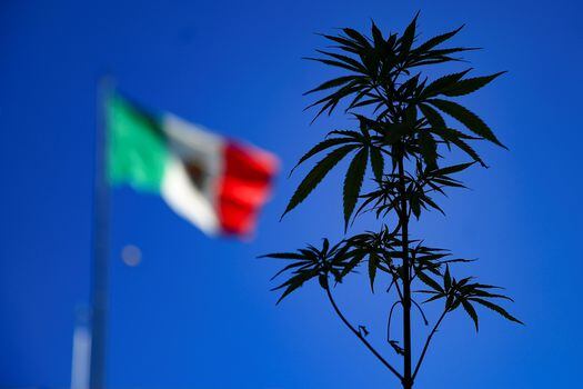 Una planta de marihuana y la bandera de México.