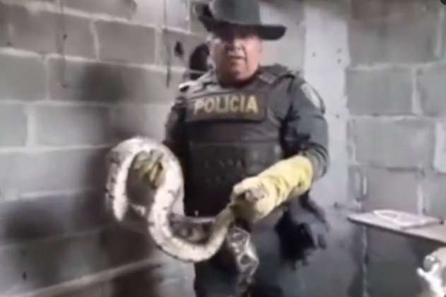 Video: encuentran gran boa constrictor en la pared de una casa en Soledad