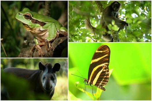 En Colombia han sido identificadas cerca de 55.000 especies, lo que convierte al país en el segundo más biodiverso del planeta, sólo después de Brasil.  / iStock y Mauricio "Pato" Salcedo - WCS