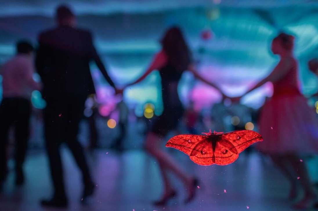 Categoría: Mariposas y libélulas: El invitado a la boda
Csaba Daróczi capturó el momento en el que una mariposa llega de "invitada" a la fiesta de un matrimonio.