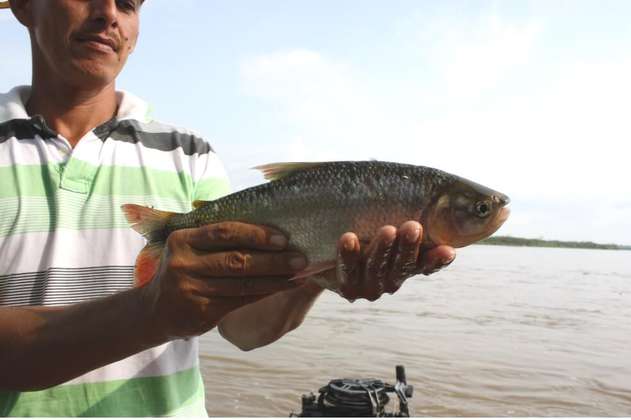Postulan la pesca artesanal en el río Magdalena como patrimonio cultural inmaterial de la nación