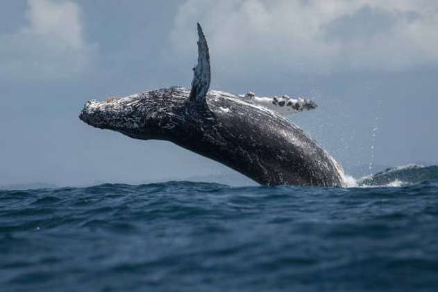 La evolución de la laringe de estas ballenas tiene un obstáculo: el ruido humano