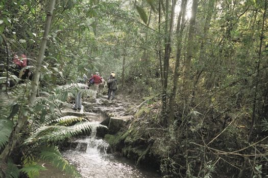 El sendero está ubicado en la localidad de Chapinero en Bogotá, en el área de Reserva Forestal Protectora Bosque Oriental,