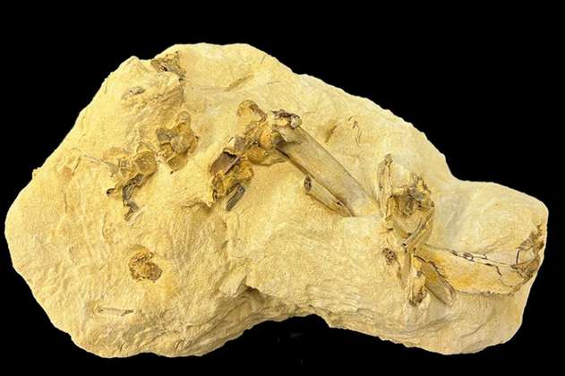 Este fósil pudo cambiar un siglo de conocimiento sobre el origen de los pájaros