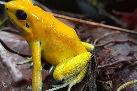 La Phyllobates terribilis, o rana dorada, es venenosa, endémica, y se encuentra en peligro de extinción según los listados de la UICN.