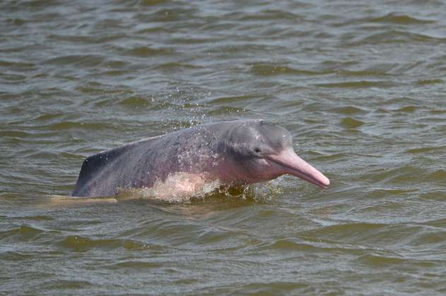 Desde Arauca hasta el Amazonas, ¿dónde viven los delfines de río en Colombia?