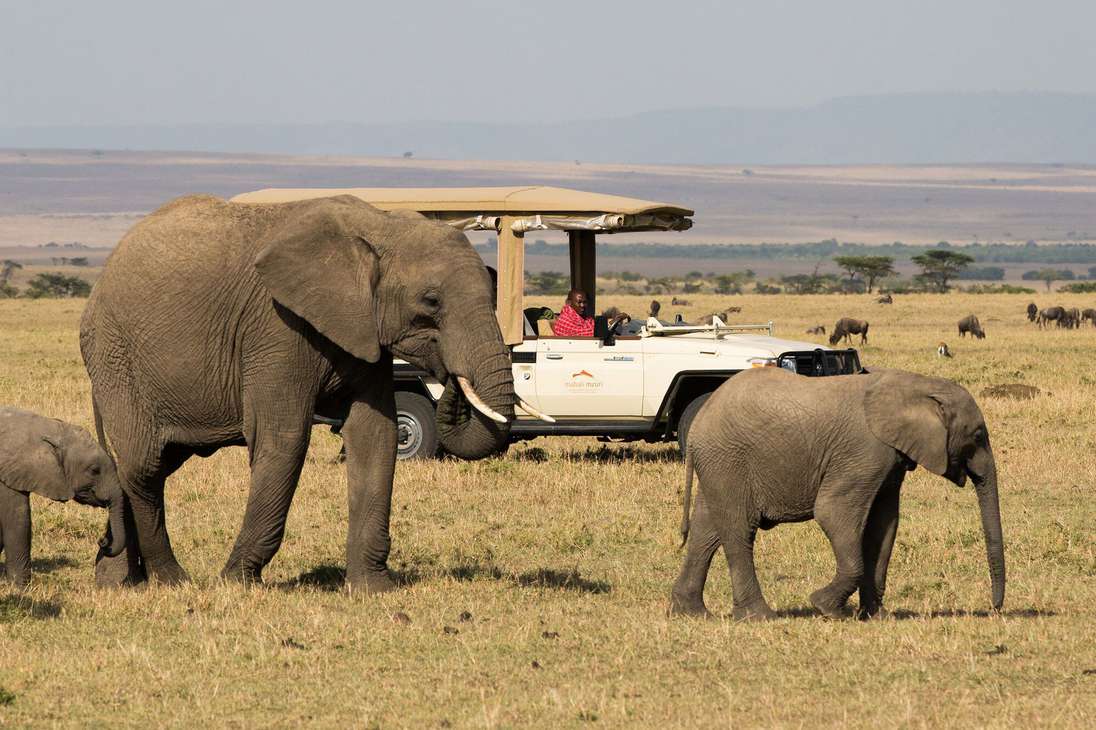 Es un espectáculo de la naturaleza: casi 2 millones de animales hacen un viaje de aproximadamente 1.600 km desde Tanzania a Kenia.