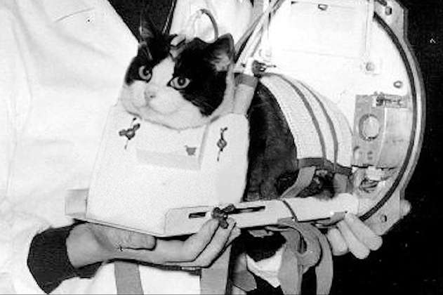 El único gato que fue al espacio tendrá su estatua en París