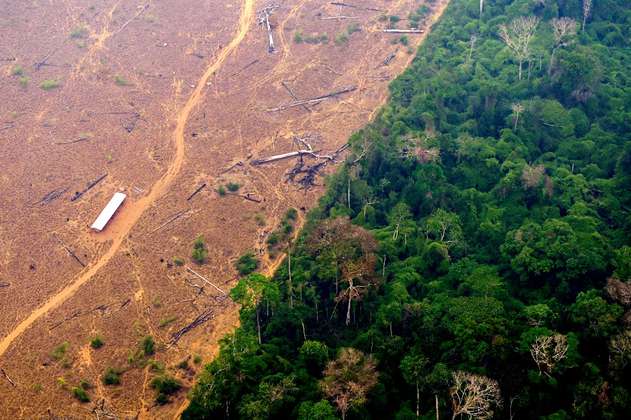 El mundo perdió en 2022 bosque tropical a una tasa de 11 canchas de fútbol por minuto