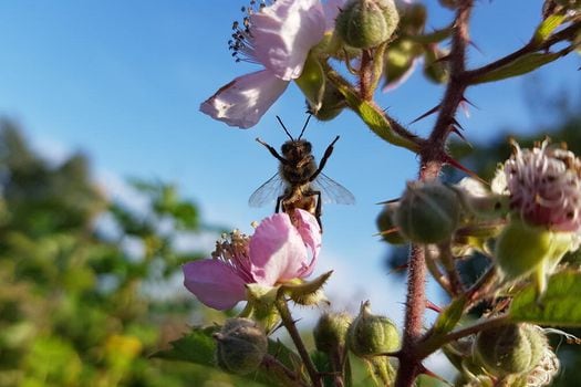 Las abejas y otras criaturas ayudan a polinizar los cultivos.