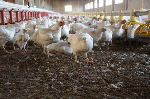 Las medidas para contener la gripe aviar en Colombia