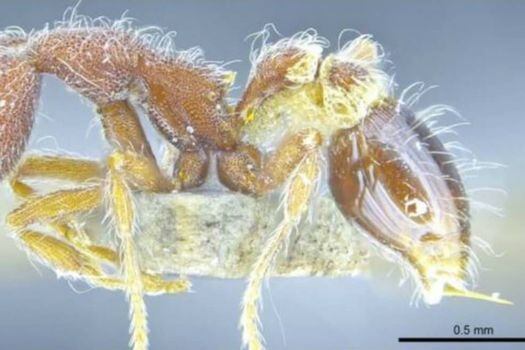 Strumigenys hirsuta es una de las nuevas especies de hormiga descubiertas en Hong Kong. / The University of Hong Kong