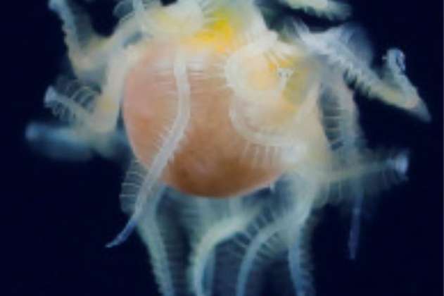 Identifican a una criatura marina avistada en Japón que nadie sabía qué era