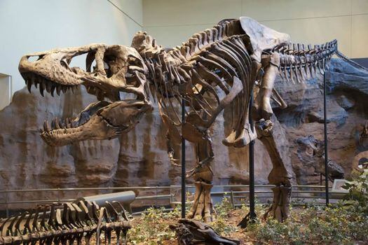 Los Tyrannosaurus rex desaparecieron durante el Cretácico hace unos 66 millones de años. / Wikipedia
