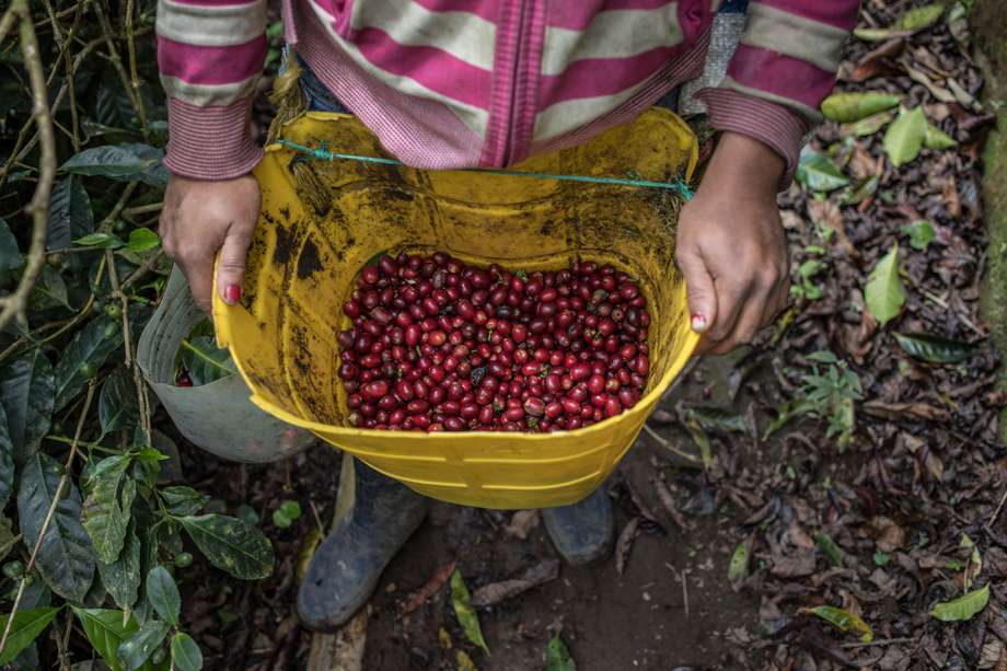 A worker washes freshly picked coffee cherries in Colombia. Photographer: Juan Cristobal Cobo/Bloomberg