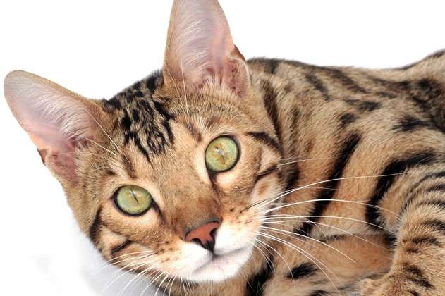 5 razas de gatos que son consideradas las más bellas del mundo 