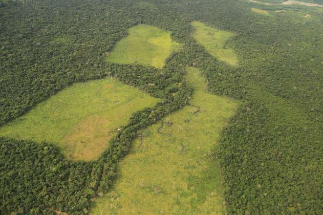 Gobernadora del Meta alerta una deforestación masiva en el departamento