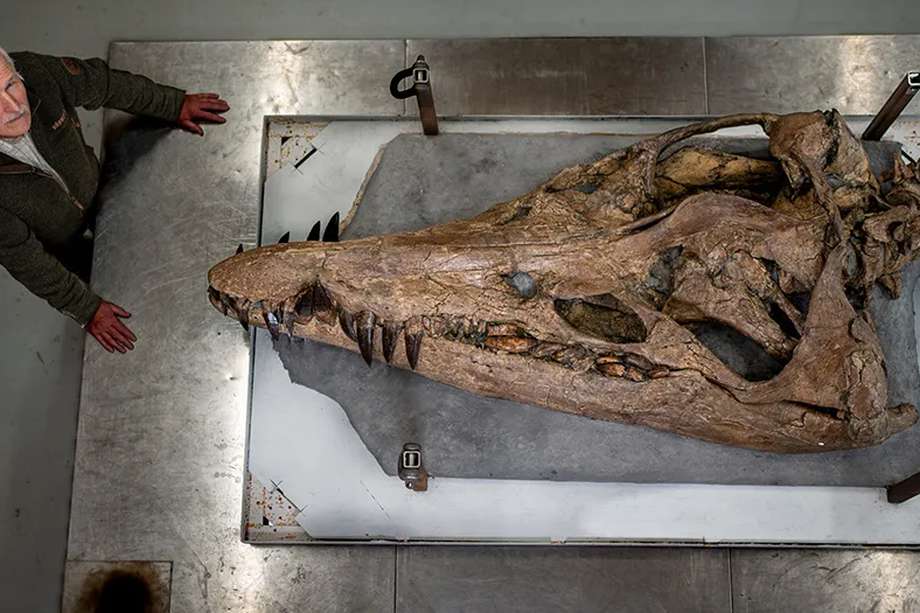 El pliosaurio hace parte de un género extinto de reptiles que vivieron durante el Jurásico Superior, en lo que hoy es Europa y América del Sur.