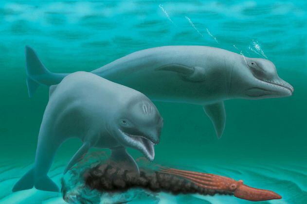 Descubren un delfín prehistórico, enano y sin dientes 