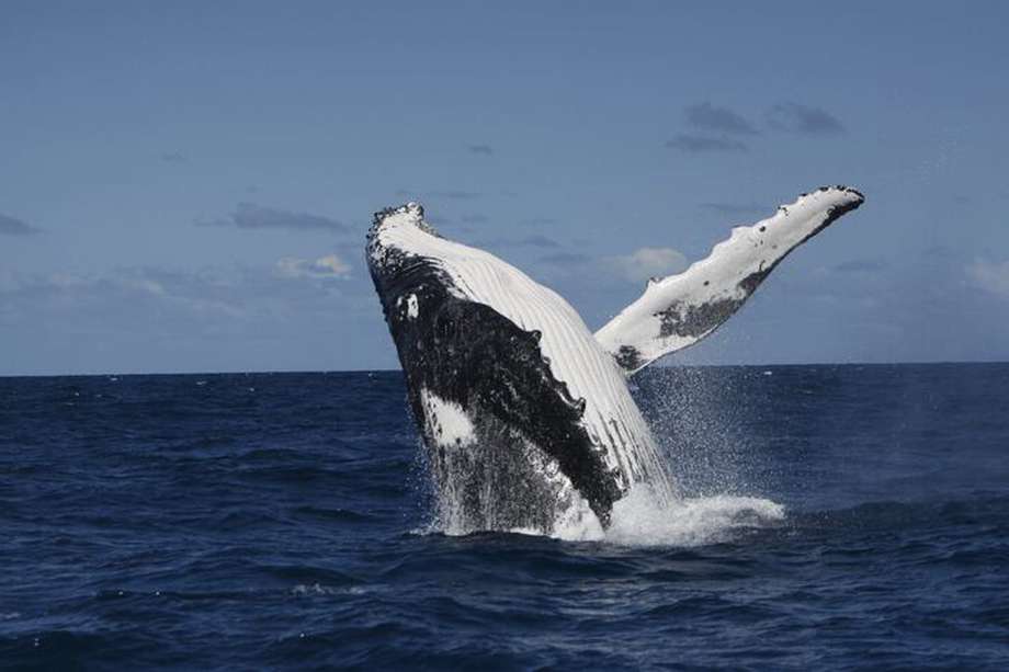 El aprendizaje del canto entre las ballenas jorobadas es similar al de otras especies, como aves y humanos.