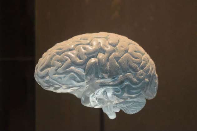 Las criticas al proyecto que, después de 10 años, logró recrear el cerebro humano