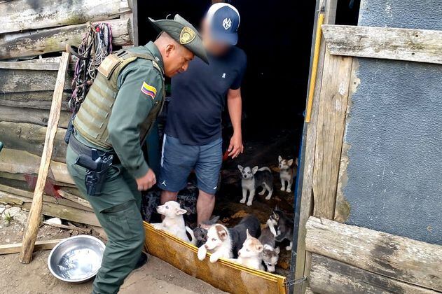 Murieron 18 perros en incendio de criadero de Rionegro, Antioquia