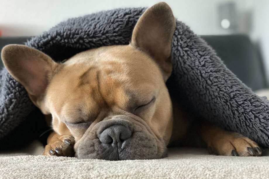 Los canes adultos duermen en promedio de 12 a 14 horas al día, mientras que los cachorros pueden necesitar entre 15 y 18. 