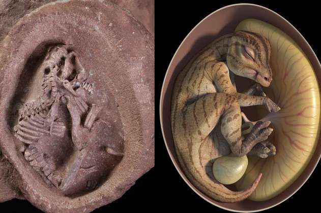 Descubren en China un fósil de embrión de hadrosaurio perfectamente conservado