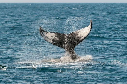 Estos contaminantes podrían traerles a las ballenas fallas en la reproducción, problemas de crecimiento, hepáticos, renales, inmunodepresivos, neurotóxicos y carcinogénicos. / Pixabay