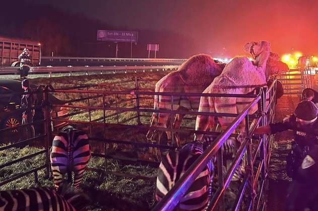 En video: animales de circo quedaron atrapados en un incendio y así los rescataron