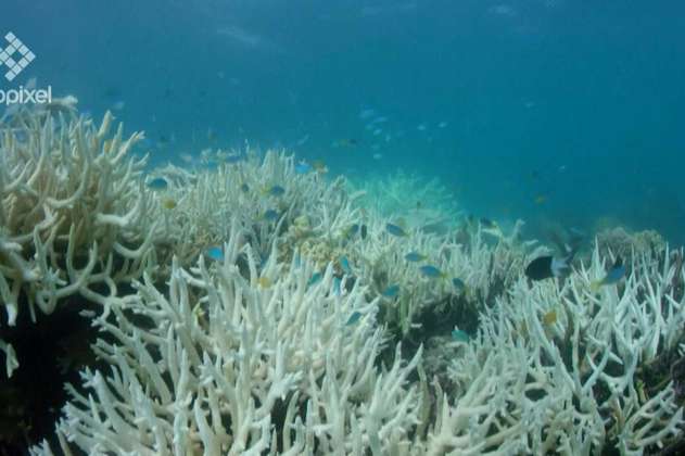 Arrecifes australianos en peligro: ola de calor blanquea 91% de los corales