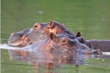 Hipopótamos podrían ser trasladados a México antes de julio: Gobernación de Antioquia