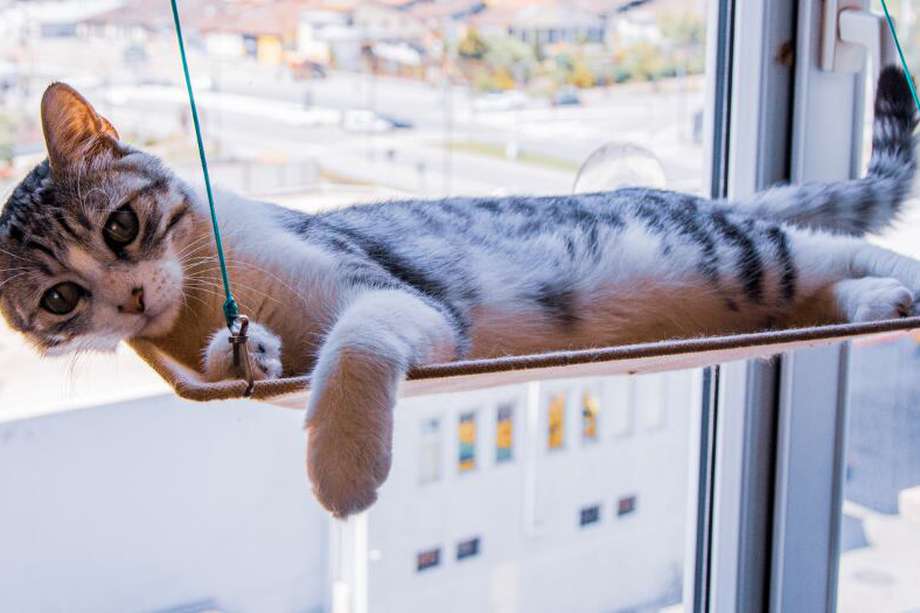 los gatos azules rusos son buenos para los perros