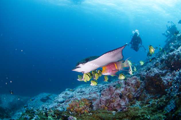 Científicos colombianos buscan vida en nuestros océanos con National Geographic