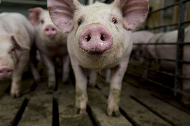 Gripe porcina 2020: científicos advierten de una posible nueva pandemia