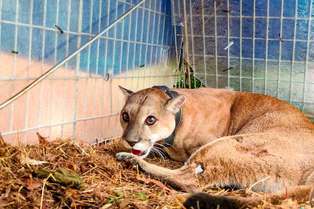 En Antioquia instalan collar satelital a un puma para estudiar sus comportamientos